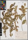 Foto von Salix excelsa S. G. Gmel.